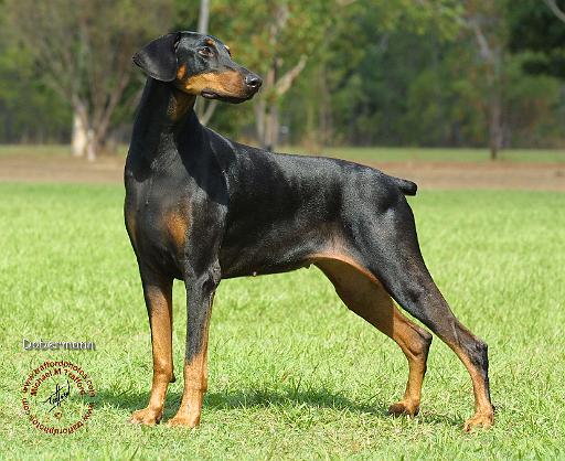 Dobermann 9L059D-14.JPG
